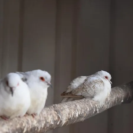 Apartmán Country Bachowice