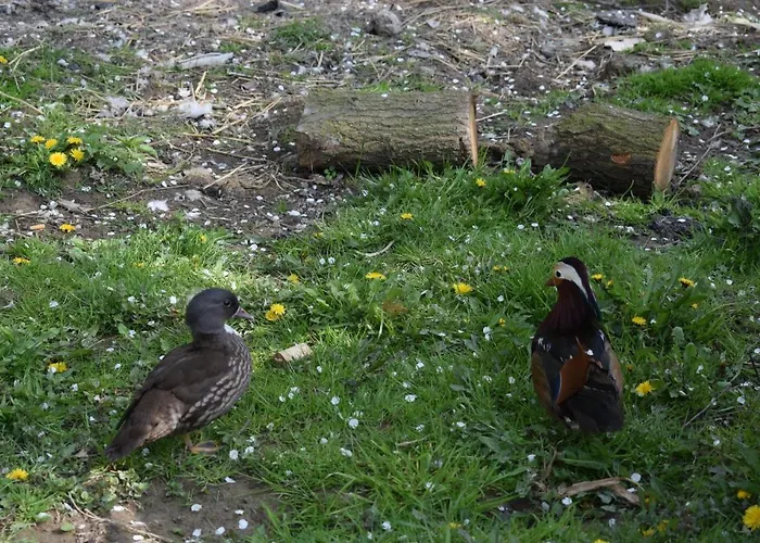 Appartamento Country