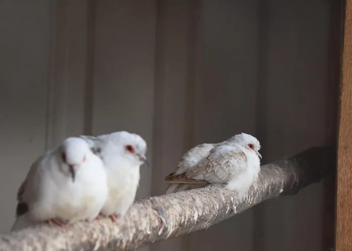 Appartamento Country Bachowice